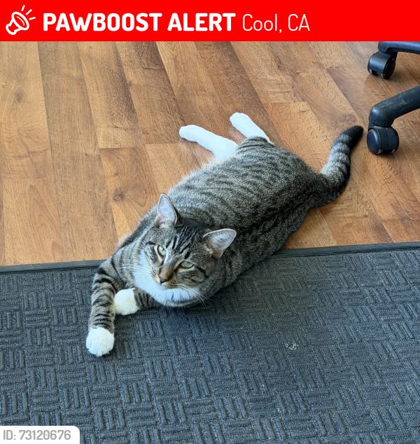Lost Male Cat last seen Meadowview Acres Road, Cool, CA 95614