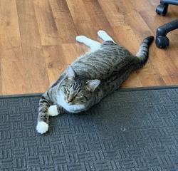 Lost Male Cat last seen Meadowview Acres Road, Cool, CA 95614