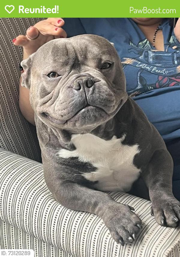 Reunited Male Dog last seen Rockville rd and lynhurst, Indianapolis, IN 46224