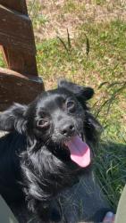 Reunited Male Dog last seen On Wilkinson Boulevard near gas station Burger King area has a dog collar on him with lease attached that’s black name tag with proper address number is wrong on the dog tag, Cramerton, NC 28032