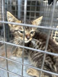 Shelter Stray Male Cat last seen Near Fleta Ln, Knox County ASO, TN, 3201 Division St, Knoxville, TN 37919, USA