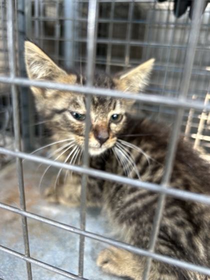 Shelter Stray Male Cat last seen Near Fleta Ln, Knox County ASO, TN, 3201 Division St, Knoxville, TN 37919, USA