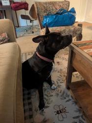 Reunited Female Dog last seen Laurel Ridge apmt, Chapel Hill, NC 27516