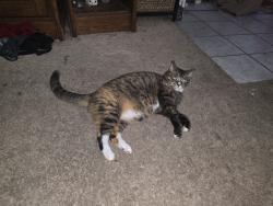 Lost Female Cat last seen 15th Ave and 8th street SE cedar rapids, Cedar Rapids, IA 52401