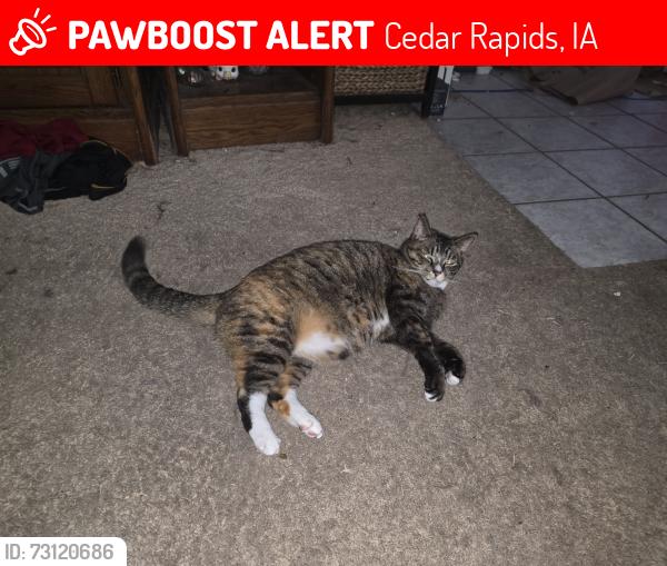 Lost Female Cat last seen 15th Ave and 8th street SE cedar rapids, Cedar Rapids, IA 52401