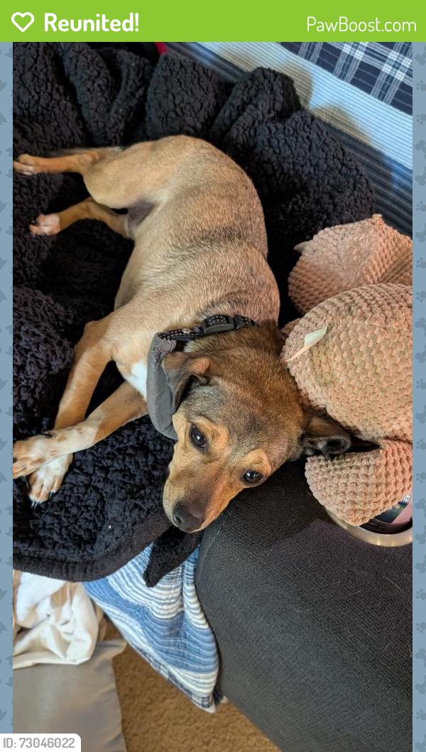 Reunited Male Dog last seen Near the Sheetz off exit 145 on 40, Burlington, NC 27215