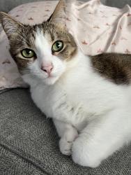 Lost Female Cat last seen Wildflowers Subdivision, Village of Clarkston, MI 48346