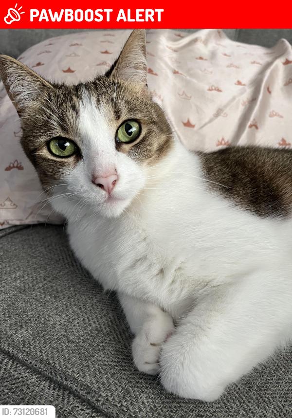 Lost Female Cat last seen Wildflowers Subdivision, Village of Clarkston, MI 48346