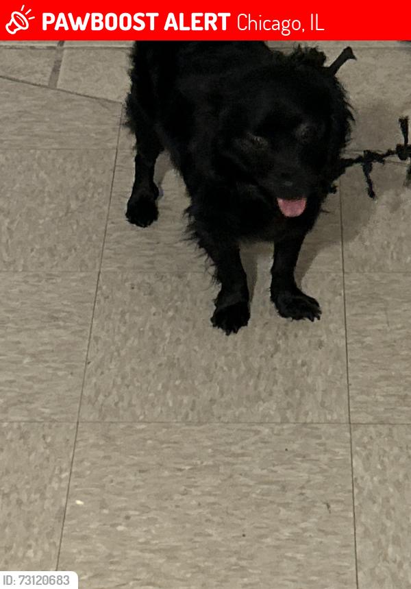 Lost Male Dog last seen Adams and Campbell, Chicago, IL 60612