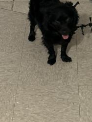 Lost Male Dog last seen Adams and Campbell, Chicago, IL 60612