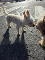 Found/Stray Unknown Dog last seen Hiawatha and pebble beach, Las Vegas, NV 89108