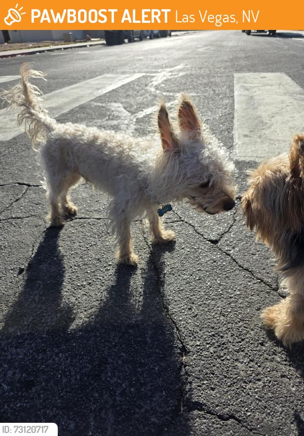 Found/Stray Unknown Dog last seen Hiawatha and pebble beach, Las Vegas, NV 89108
