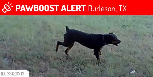 Lost Female Dog last seen Near the Brick Recreation Center, Burleson, TX 76028