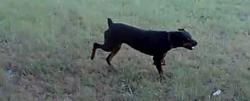 Lost Female Dog last seen Near the Brick Recreation Center, Burleson, TX 76028