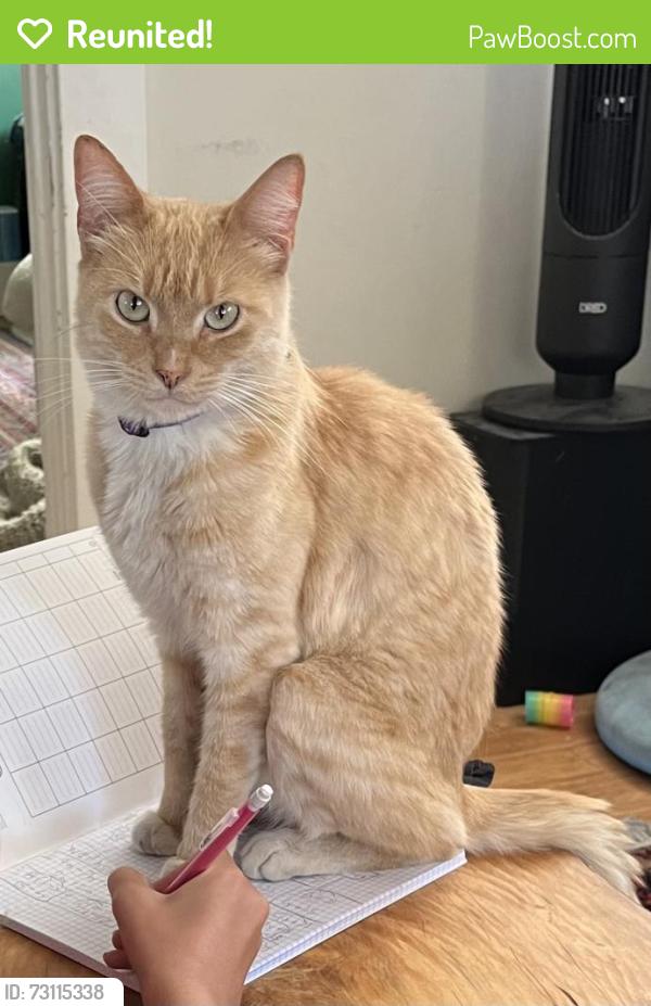 Reunited Male Cat last seen between 25th and 27th on Broadway or E St. 92102, San Diego, CA 92102