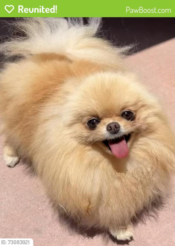 Reunited Female Dog last seen Kaylor & Ball, Long Beach, CA 90831