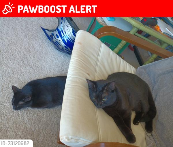Lost Male Cat last seen Bob Wright Hill Rd, Turkey Creek, Don Felmet, Buncombe County, NC 28748