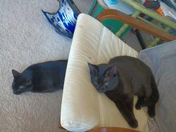 Lost Male Cat last seen Bob Wright Hill Rd, Turkey Creek, Don Felmet, Buncombe County, NC 28748