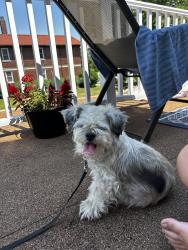 Reunited Unknown Dog last seen Hertel Ave, Buffalo, NY 14216
