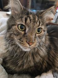 Lost Female Cat last seen Orchard Park neighborhood in Richland twp, Gibsonia, PA 15044