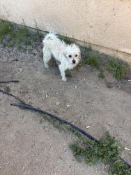 Reunited Male Dog last seen Division, Lancaster, CA 93534