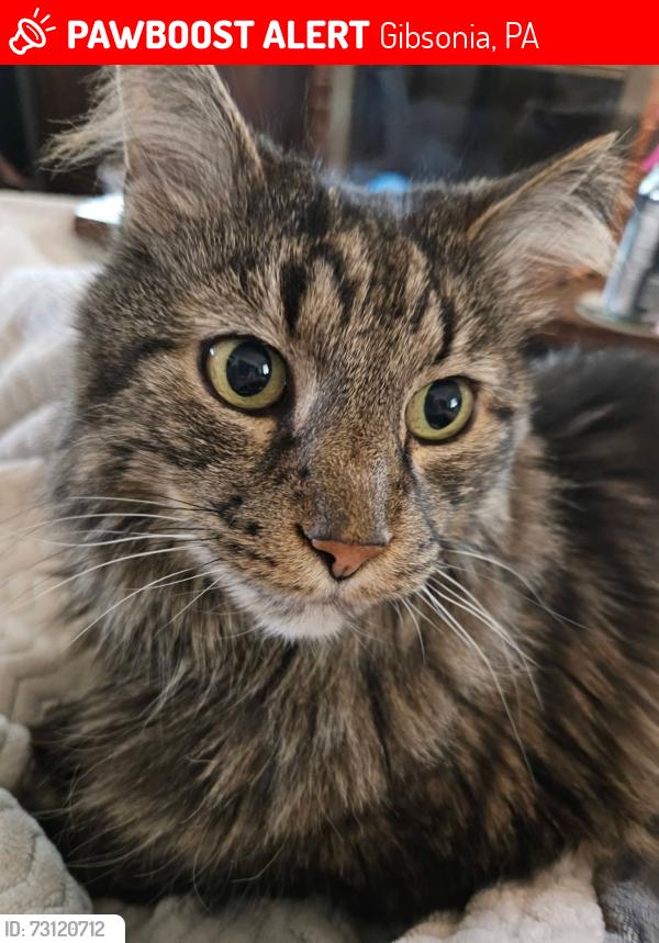 Lost Female Cat last seen Orchard Park neighborhood in Richland twp, Gibsonia, PA 15044