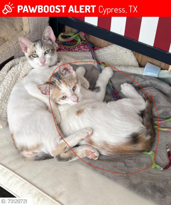 Lost Female Cat last seen Jarvis, Cypress, TX 77429