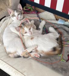 Lost Female Cat last seen Jarvis, Cypress, TX 77429