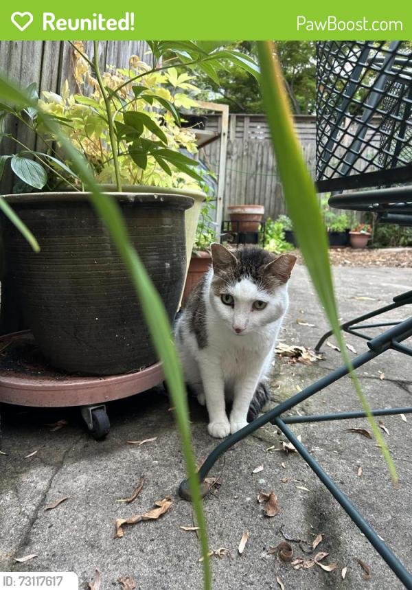 Reunited Male Cat last seen 8th Ave and 3rd Street, Brooklyn, NY 11215