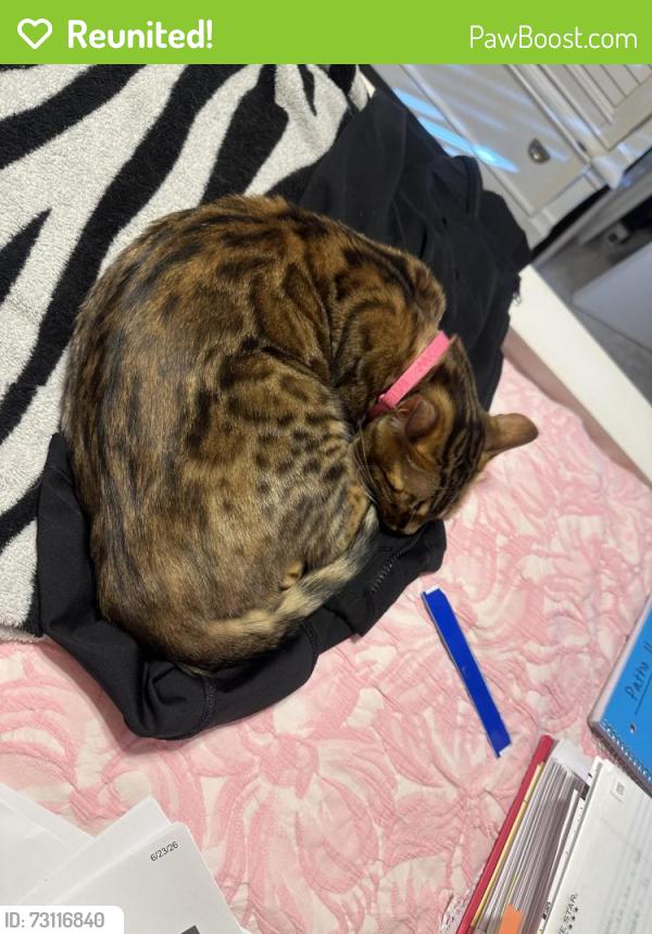Reunited Female Cat last seen Story Rock St NW (neighborhood near Western Trail and Coors), Albuquerque, NM 87120