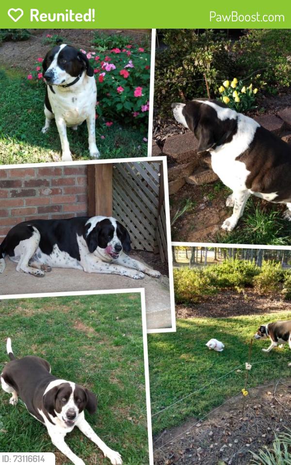 Reunited Male Dog last seen Intersection of Coldwater Rd and Hwy 65, Stokesdale, NC 27357