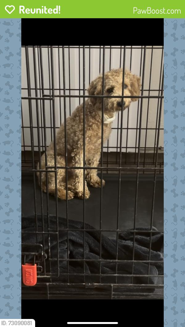 Reunited Male Dog last seen Oakbrook circle, Lancaster, TX 75134