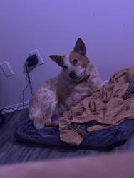 Reunited Male Dog last seen Neighborhood behind Lily st, Greenville, SC 29617