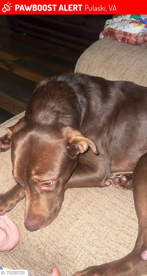 Lost Male Dog last seen Case knife road Pulaski Va, Pulaski, VA 24301