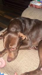 Lost Male Dog last seen Case knife road Pulaski Va, Pulaski, VA 24301
