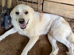 Reunited Male Dog last seen Harrisville, MS, Harrisville, MS 39044