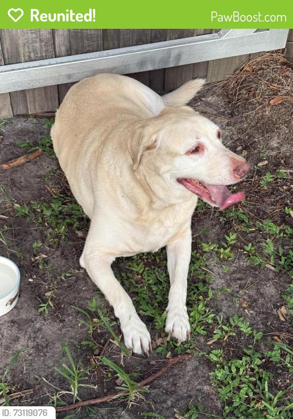 Reunited Male Dog last seen River Ridge Reserve, Valrico, FL 33596