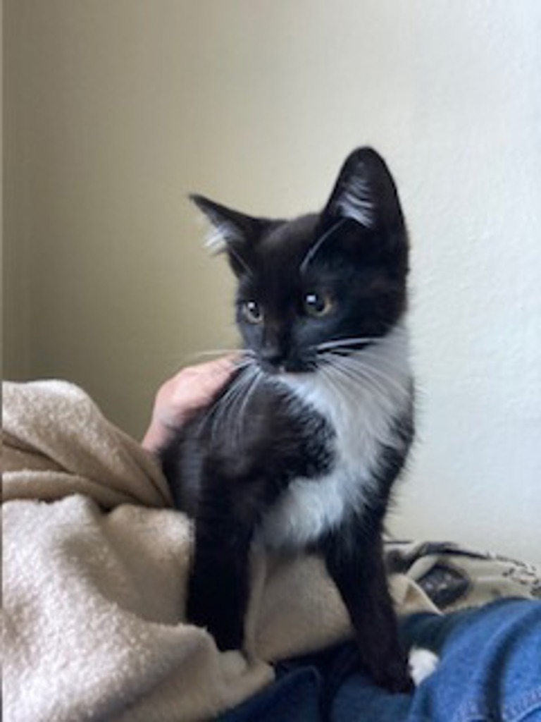 Shelter Stray Female Cat last seen SE Tolman and 91st, PORTLAND, OR, 97266, 1700 W Historic Columbia River Hwy, Troutdale, OR 97060, USA