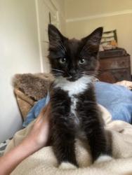 Shelter Stray Male Cat last seen SE Tolman and 91st, PORTLAND, OR, 97266, 1700 W Historic Columbia River Hwy, Troutdale, OR 97060, USA