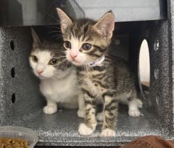 Shelter Stray Male Cat last seen Near E 149th Street, BRONX, NY, 10455, 326 E 110th St, New York, NY 10029, USA