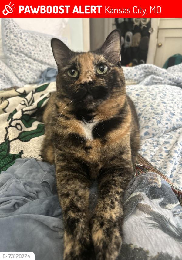 Lost Female Cat last seen Winthrope and Main, Kansas City, MO 64113