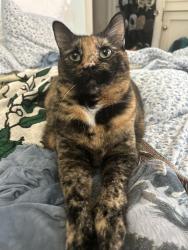 Lost Female Cat last seen Winthrope and Main, Kansas City, MO 64113