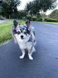 Reunited Female Dog last seen Omaha and 10th St, West Lakeland Township, MN 55082