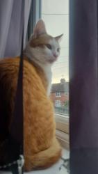 Reunited Male Cat last seen May street, bloxwich, Bloxwich, England WS3 2AX
