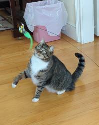 Lost Male Cat last seen Andrews pharmacy Wellesley, Wellesley, MA 02482