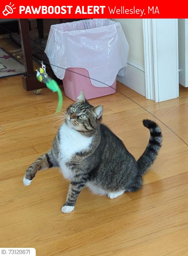 Lost Male Cat last seen Andrews pharmacy Wellesley, Wellesley, MA 02482
