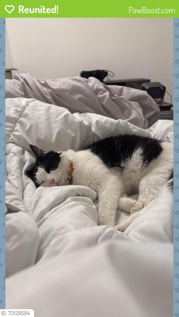 Reunited Male Cat last seen Savannah Hills, Matthews, NC 28105