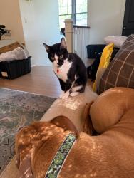 Lost Female Cat last seen 5th and Lafayette st in Denver, Denver, CO 80218