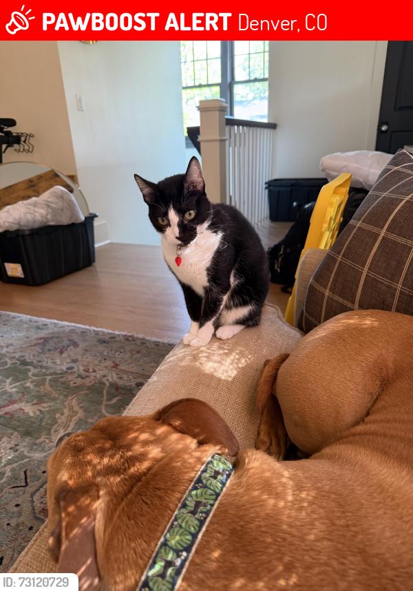Lost Female Cat last seen 5th and Lafayette st in Denver, Denver, CO 80218