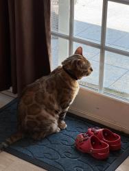 Lost Male Cat last seen Mossy Nissan Poway is near by, Poway, CA 92064